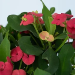 Kristi tornekrone - Sæt med 2 - Euphorbia 'Milii' - Højde 25-35cm - ⌀13cm