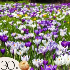 Krokusløg - Sæt med 30 - Crocus 'Large Flowering Mix' - Blomsterløg - Flerfarvet