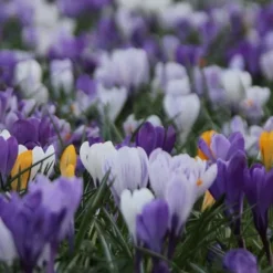 Krokusløg - Sæt med 30 - Crocus 'Large Flowering Mix' - Blomsterløg - Flerfarvet