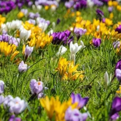 Krokusløg - Sæt med 30 - Crocus 'Large Flowering Mix' - Blomsterløg - Flerfarvet