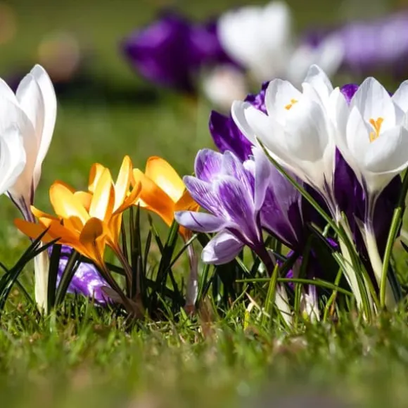 Krokusløg - Sæt med 30 - Crocus 'Large Flowering Mix' - Blomsterløg - Flerfarvet