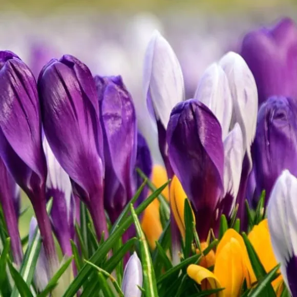 Krokusløg - Sæt med 30 - Crocus 'Large Flowering Mix' - Blomsterløg - Flerfarvet