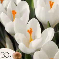 Krokusløg - Sæt med 30 - Crocus 'White' - Blomsterløg - Hvid