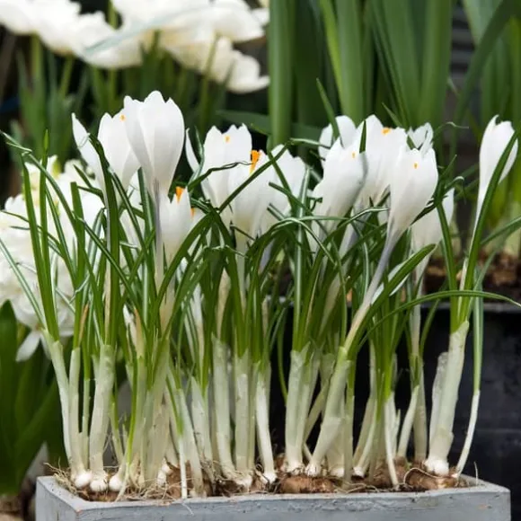 Krokusløg - Sæt med 30 - Crocus 'White' - Blomsterløg - Hvid