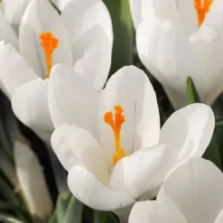Krokusløg - Sæt med 30 - Crocus 'White' - Blomsterløg - Hvid