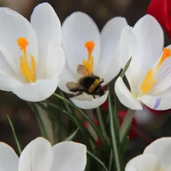 Krokusløg - Sæt med 30 - Crocus 'White' - Blomsterløg - Hvid