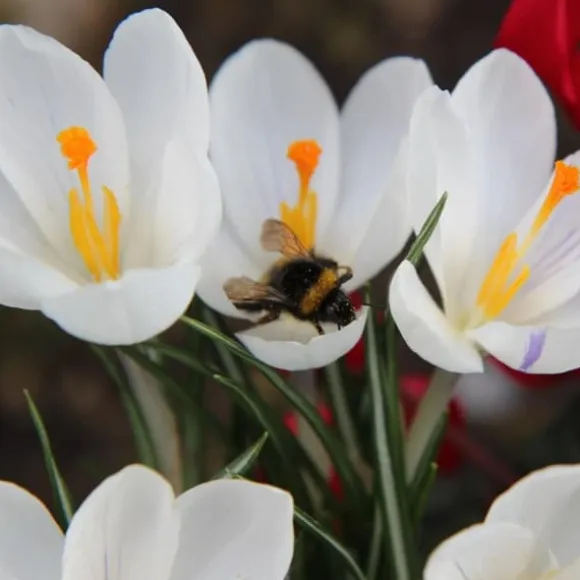 Krokusløg - Sæt med 30 - Crocus 'White' - Blomsterløg - Hvid