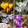 Krokusløg - Sæt med 70 - Farverige forårsblomster til haven