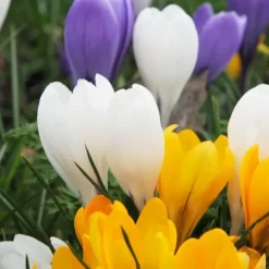 Krokusløg - Sæt med 70 - Farverige forårsblomster til haven