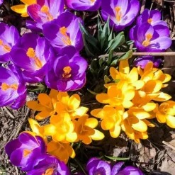 Krokusløg - Sæt med 70 - Farverige forårsblomster til haven