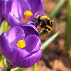 Krokusløg - Sæt med 70 - Farverige forårsblomster til haven