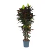 Kroton - Codiaeum variegatum 'Mrs. Iceton' - Højde 140-150cm - ⌀31cm