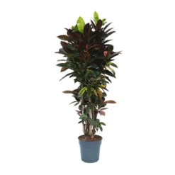 Kroton - Codiaeum variegatum 'Mrs. Iceton' - Højde 140-150cm - ⌀31cm