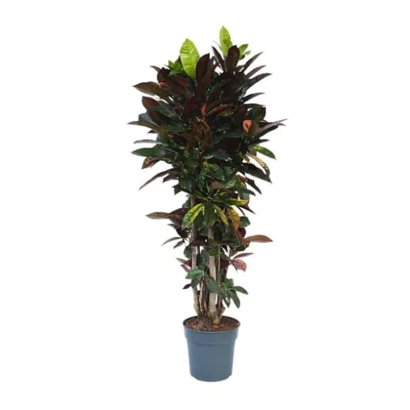 Kroton - Codiaeum variegatum 'Mrs. Iceton' - Højde 140-150cm - ⌀31cm