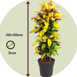 Kroton - Codiaeum variegatum 'Mrs. Iceton' - Højde 140-150cm - ⌀31cm