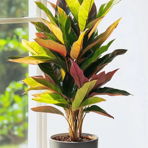 Kroton - Codiaeum variegatum 'Mrs. Iceton' - Højde 140-150cm - ⌀31cm