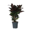 Kroton - Codiaeum variegatum 'Mrs. Iceton' - Højde 60-70cm - ⌀19cm