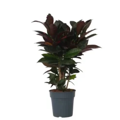 Kroton - Codiaeum variegatum 'Mrs. Iceton' - Højde 60-70cm - ⌀19cm