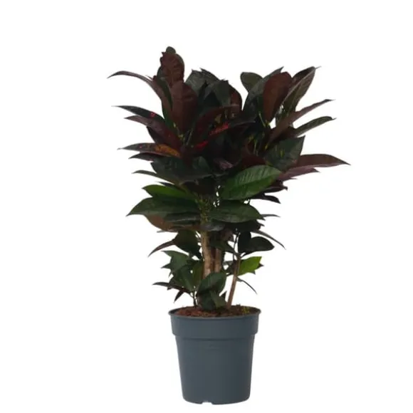 Kroton - Codiaeum variegatum 'Mrs. Iceton' - Højde 60-70cm - ⌀19cm