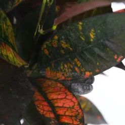 Kroton - Codiaeum variegatum 'Mrs. Iceton' - Højde 60-70cm - ⌀19cm