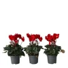 Krukkeviol - Sæt 3 - Cyclamen persicum 'Winfall Scarlet' - Højde 10-20cm - ⌀9cm