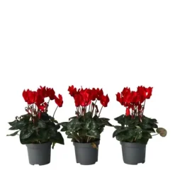 Krukkeviol - Sæt 3 - Cyclamen persicum 'Winfall Scarlet' - Højde 10-20cm - ⌀9cm