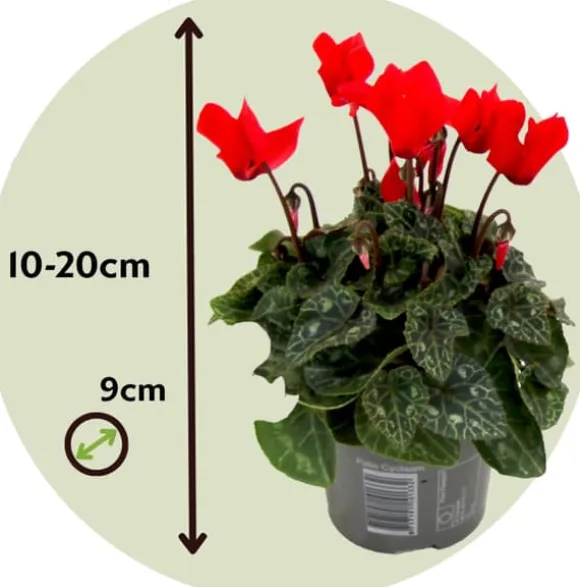 Krukkeviol - Sæt 6 - Cyclamen persicum 'Winfall Scarlet' - Højde 10-20cm - ⌀9cm