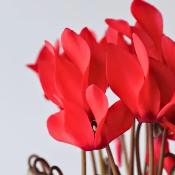 Krukkeviol - Sæt 6 - Cyclamen persicum 'Winfall Scarlet' - Højde 10-20cm - ⌀9cm