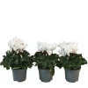 Krukkeviol - Sæt med 3 - Cyclamen persicum 'Metis White' - Højde 10-20cm - ⌀9cm
