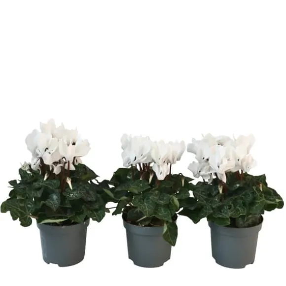 Krukkeviol - Sæt med 3 - Cyclamen persicum 'Metis White' - Højde 10-20cm - ⌀9cm