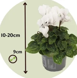 Krukkeviol - Sæt med 3 - Cyclamen persicum 'Metis White' - Højde 10-20cm - ⌀9cm
