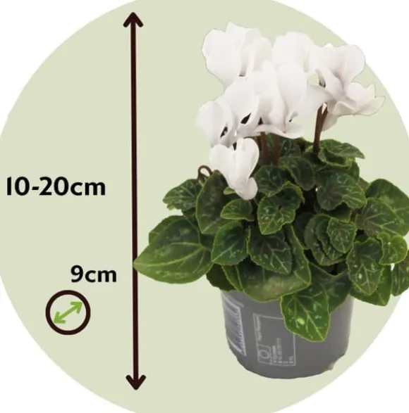 Krukkeviol - Sæt med 3 - Cyclamen persicum 'Metis White' - Højde 10-20cm - ⌀9cm