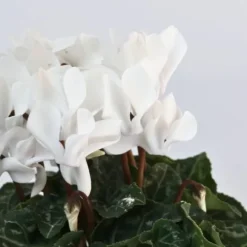 Krukkeviol - Sæt med 3 - Cyclamen persicum 'Metis White' - Højde 10-20cm - ⌀9cm