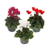Krukkeviol - Sæt med 3 - Cyclamen persicum - Højde 10-20cm - ⌀9cm