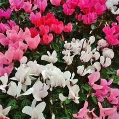 Krukkeviol - Sæt med 3 - Cyclamen persicum - Højde 10-20cm - ⌀9cm