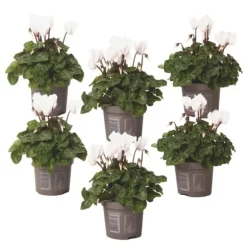 Krukkeviol - Sæt med 6 - Cyclamen persicum 'Metis White' - Højde 10-20cm - ⌀9cm