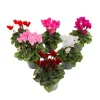 Krukkeviol - Sæt med 6 - Cyclamen persicum - Højde 10-20cm - ⌀9cm