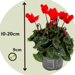 Krukkeviol - Sæt med 6 - Cyclamen persicum - Højde 10-20cm - ⌀9cm