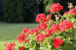 KRYSTALGØDNING TIL GERANIUM FORTEFOSKA CRYSTAL 250G MEGET EFFEKTIV