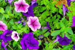 KRYSTALGØDNING TIL SURFINIA FORTEFOSKA CRYSTAL 250G MEGET EFFEKTIV