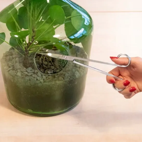 Langbladet saks til planter i glas