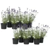 Lavendel - Sæt med 12 - Lavandula angustifolia - Højde 10-15cm - ⌀11cm