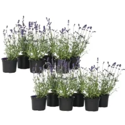 Lavendel - Sæt med 12 - Lavandula angustifolia - Højde 10-15cm - ⌀11cm