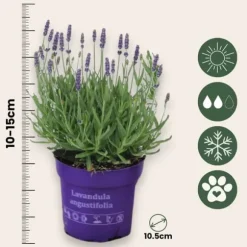 Lavendel - Sæt med 12 - Lavandula angustifolia - Højde 10-15cm - ⌀11cm