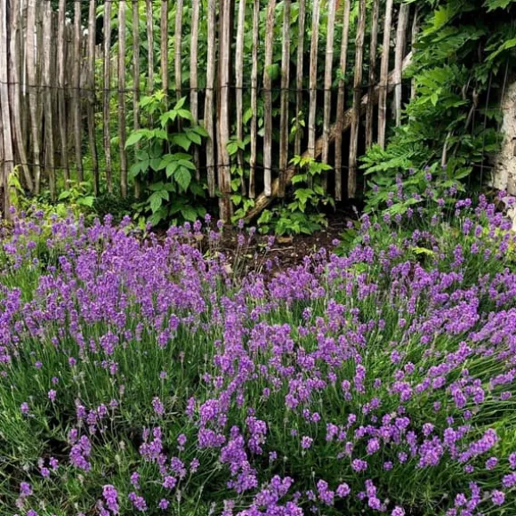 Lavendel - Sæt med 12 - Lavandula angustifolia - Højde 10-15cm - ⌀11cm