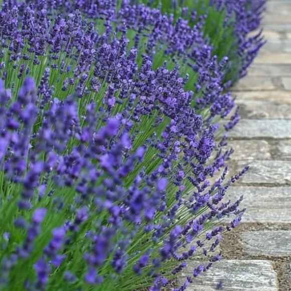 Lavendel - Sæt med 12 - Lavandula angustifolia - Højde 10-15cm - ⌀11cm