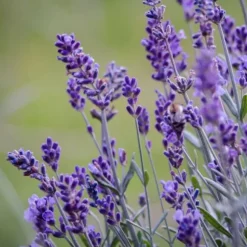 Lavendel - Sæt med 12 - Lavandula angustifolia - Højde 10-15cm - ⌀11cm