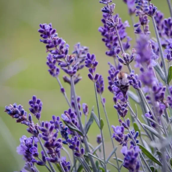 Lavendel - Sæt med 12 - Lavandula angustifolia - Højde 10-15cm - ⌀11cm