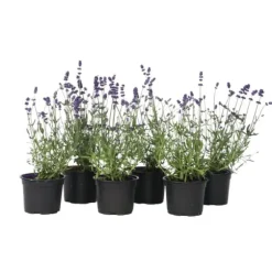 Lavendel - Sæt med 6 - Lavandula angustifolia - Højde 10-15cm - ⌀11cm