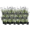 Lavendel - Sæt med 36 - Lavandula angustifolia - Højde 10-15cm - ⌀11cm